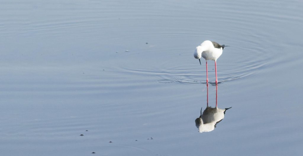 Lintu tarkastelee itseään veden pinnasta.